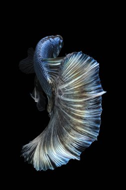 Siyah arka planda izole edilmiş altın yansımalı Drak yeşil dövüşçü balığı..