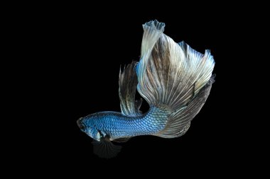 Siyah arka planda izole edilmiş altın yansımalı Drak yeşil dövüşçü balığı..