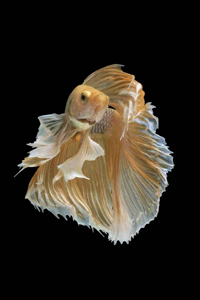 Yellow Dumbo Betta Siamese Fighting Fish Betta Splendens Halfmoon Betta — 스톡 사진