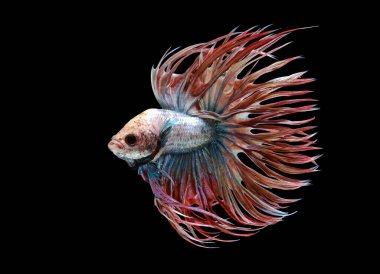 Beyaz kırmızı ve mavi kuyruk, beyaz kırmızı ve mavi betta balığı, Siyam dövüşen balığı, betta splendens (Halfmoon betta, Pla-kad (ısıran balık) siyah arka planda izole edilmiş.