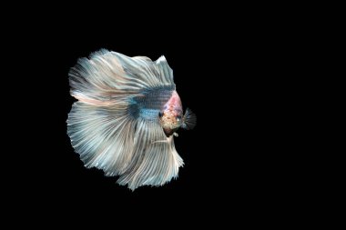Beyaz kuyruklu mavi gövdeli Betta Siyam dövüş balığı, betta splendens (Halfmoon betta, Pla-kad (ısıran balık) siyah arka planda izole.