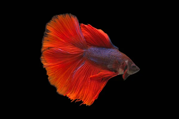 Cola Roja Betta Peces Siameses Lucha Betta Splendens Halfmoon Betta —  Fotos de Stock