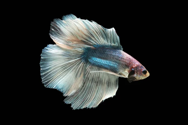 Betta Vis Siamese Vechtvis Siamese Vechtvis Betta Splendens Halfmaan Betta — Stockfoto