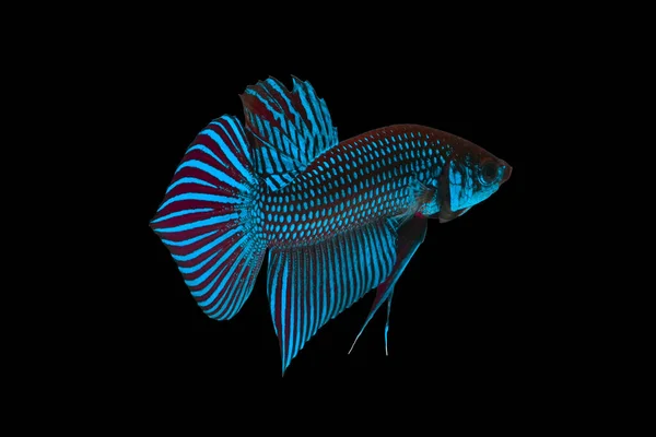 Wild Betta Fish Siamese Fighting Fish Pla Kad Biting Fish Royalty Free Stock Images