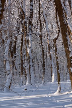 Kuzey Kafkasya. Lermontov'un. Kış. Orman