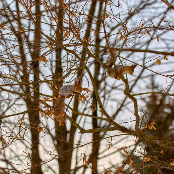 Eichhörnchen gewöhnlich. Winter. Stadtpark — Stockfoto