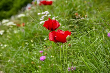 Mac pritsvetnikovye, beshtaugorsky
