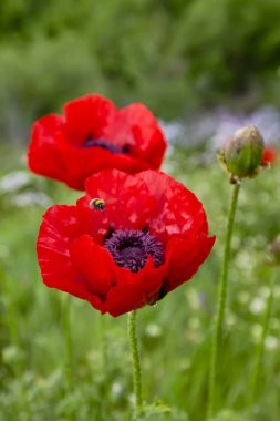 Mac pritsvetnikovye, beshtaugorsky