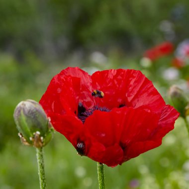 Mac pritsvetnikovye, beshtaugorsky