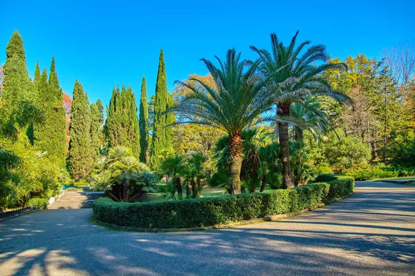 Sochi National Park Arboretum Autumn — Stock Photo, Image