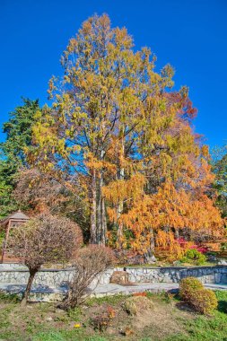 Sochi. Milli Park Botanik Bahçesi. Sonbahar
