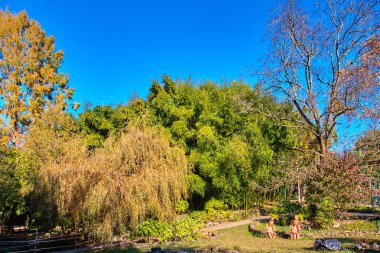 Sochi. Milli Park Botanik Bahçesi. Sonbahar