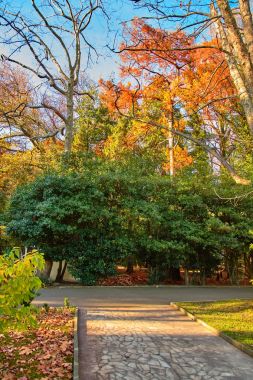 Sochi. Milli Park Botanik Bahçesi. Sonbahar