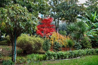 Sochi. Bahçe-Müzesi 