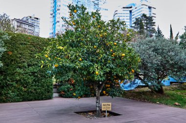 Sochi. Bahçe-Müzesi 