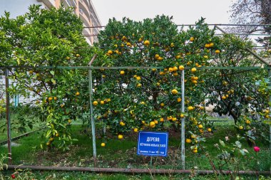 Sochi. Bahçe-Müzesi 