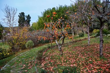 Sochi. Bahçe-Müzesi 