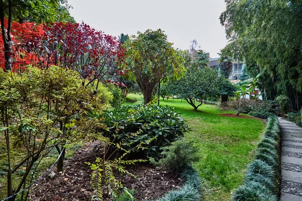 Sochi Jardín Museo Árbol Amistad — Foto de Stock