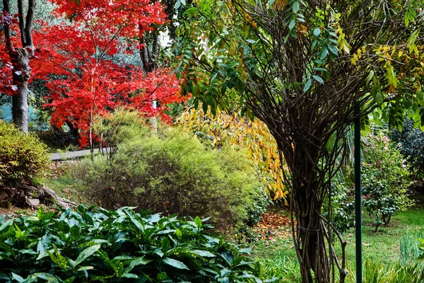 Sochi Garden Museum Tree Friendship — Stock Photo, Image