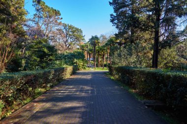 Sochi. Sonbahar Park ve bahçeler