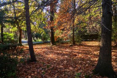 Sochi. Sonbahar Park ve bahçeler