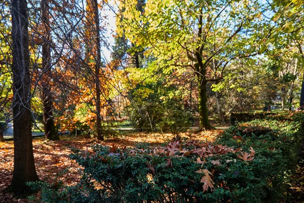 秋の公園や庭園 — ストック写真