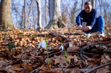 Woman taking pictures of fresh white snowdrop flowers (Galanthus nivalis) in the forest by the lake in beautiful sunny day. First messengers of spring. Front view. Close up. Selective focus. clipart