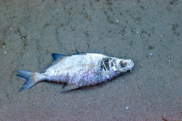 Poisoned dead fish in shallow river water. Conceptual photo about ecology and water pollution.