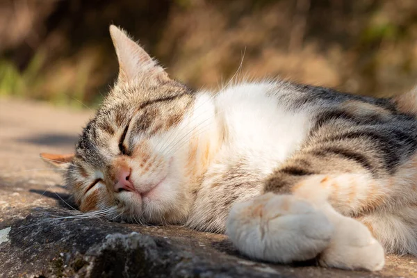  Sokak kedisi beton duvarda uyuyor ve günbatımının tadını çıkarıyor. Erkek kedi güneşleniyor ve dışarıda rüya görüyor..