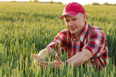 Buğday tarlasında çiftçi ya da tarımcı yazın başında olgunlaşan buğday tanelerine elleriyle dokunarak mahsulü kontrol ediyor..