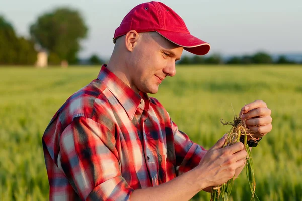 Farmer Agronomist Standing Wheat Field Examining Roots Wheat Plant — Stock Photo, Image
