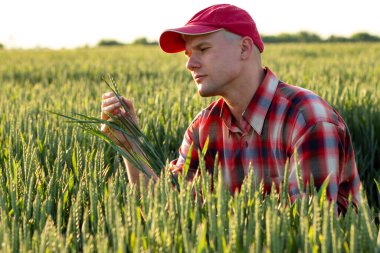 Buğday tarlasında çiftçi ya da tarım uzmanı verim kalitesini inceliyor. Buğday tanelerine bakıp kontrol ediyorum..