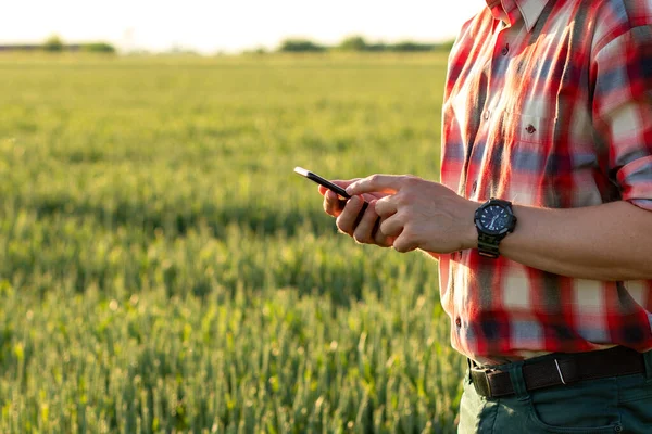 Çiftçi ya da tarımcı buğday tarlasında akıllı telefon tutan ve verim kalitesini inceleyen eller.