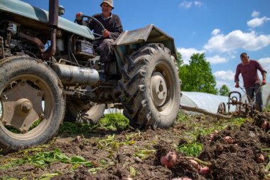 Ev halkının kırsal kesimindeki topraktan elde sabanla patates toplamanın eski moda metodu. Yaşlı çiftçi, oğlunun sabanı çeken traktörü kullanıyor. Baba ve oğul. Aile işi.