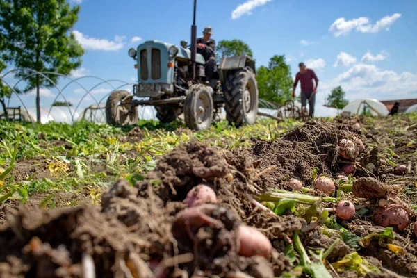 Altmodische Methode Der Kartoffelernte Ländlichen Haushalt Mit Handpflug Der Ältere — Stockfoto