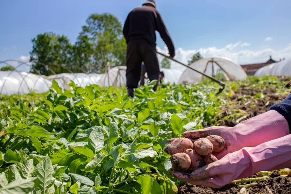 Farm workers harvesting potatoes. Old fashioned manual method of harvesting potatoes from soil in rural household. Hands holding fresh potatoes. Elderly farmer cutting with scythe in background.