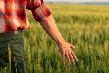 Çiftçi ya da tarımcı gün batımında altın buğday mahsulünü kontrol ediyor. Yazın başında olgunlaşan buğday tanelerine dokunmak. Kapat..