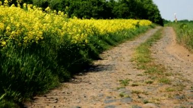 Bir tarafta ve diğer başka bir kolza sahada ile kaplı bir toprak yol