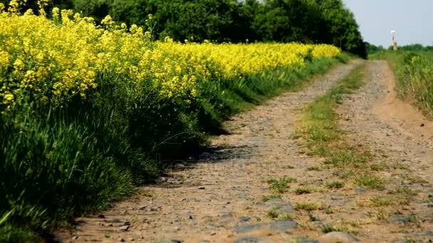 1 つの側面および他の別の 1 の菜種フィールドに並んで未舗装の道路 — ストック動画