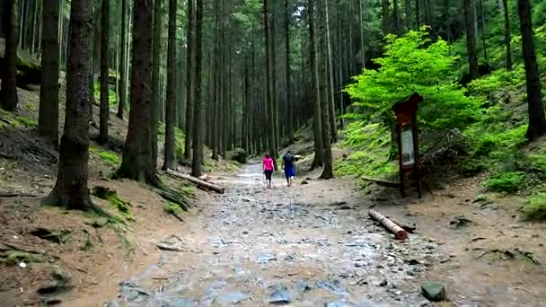 Een paar wandelingen naar beneden een gemarkeerde route bij een bos — Stockvideo