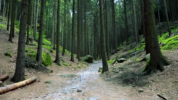 Pelo caminho da floresta — Vídeo de Stock