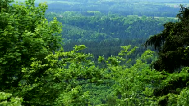 A view at a forest, tree crowns in the foreground — Stock Video