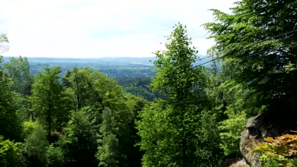 Ein Wald, der Himmel im Hintergrund — Stockvideo