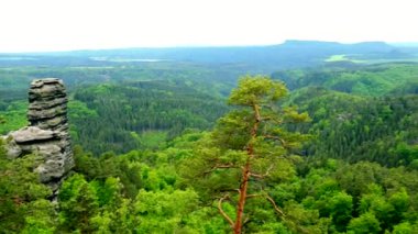 Bir büyük ve kalın orman alanı taşlarla - Üstten Görünüm