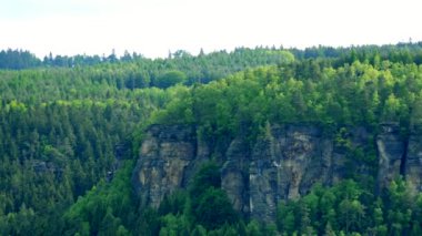 Parlak gökyüzü altında kalın orman alanı