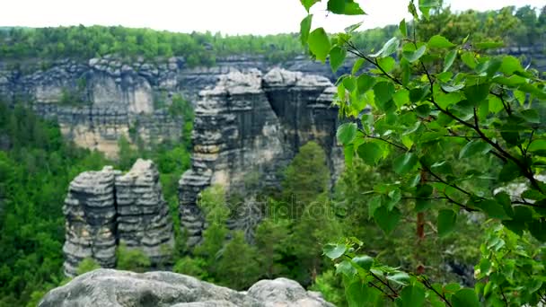 Una rama de árbol - primer plano, acantilados y un bosque en el fondo — Vídeo de stock