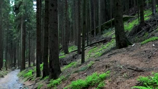 En väg i en dyster skog — Stockvideo