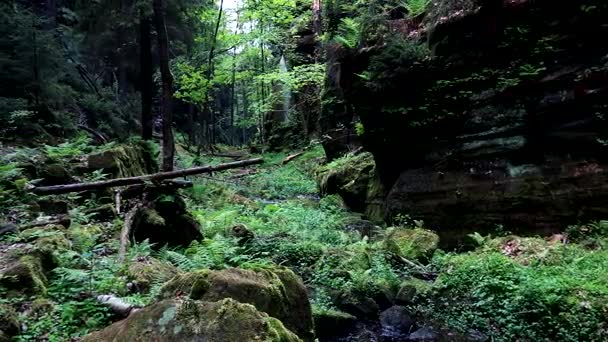 Um caminho sinalizado através de uma ravina da floresta — Vídeo de Stock