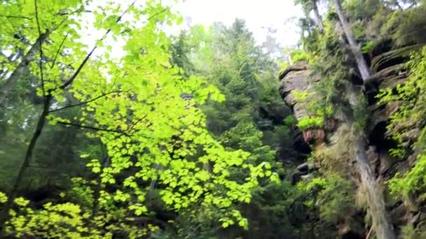 Ein Pfad zwischen Felsen im Wald — Stockvideo