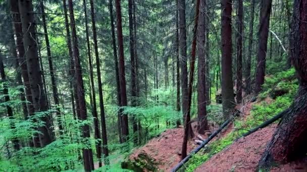 Una foresta dalla cima di un pendio — Video Stock